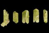 Five Yellow Apatite Crystals (over ) - Morocco #143088-1